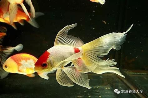 生命力強的觀賞魚